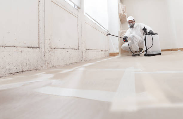 24/7 Emergency Basement Mold Remediation experts in Kingsley, MI