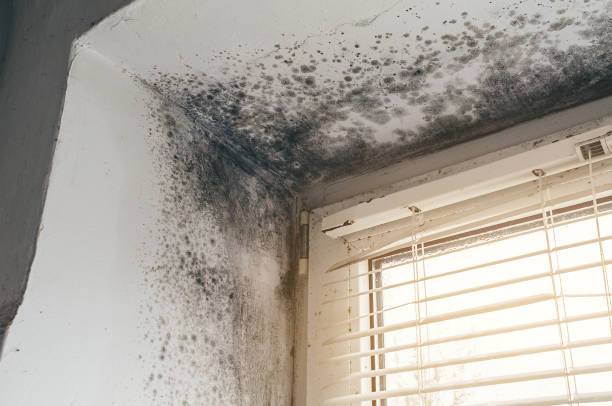 Affordable Basement Mold Remediation solutions in Kingsley, MI
