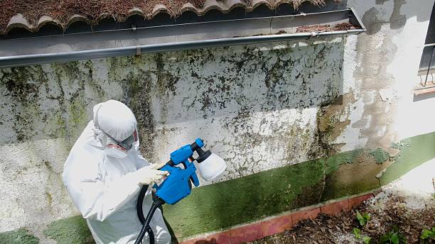 Top rated local Basement Mold Remediation specialists in Kingsley, MI